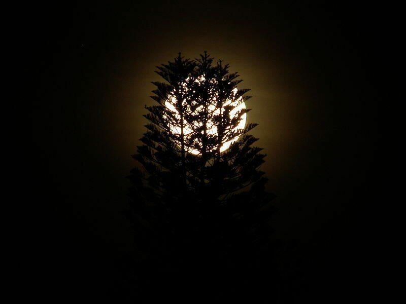 800px Moon behind tree