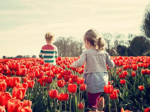 2 kids walking on red tulip garden under blu sky 36745